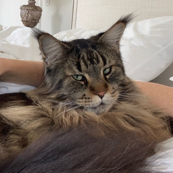 Meet your Posher, Madame Levigne. I love cats and awesome clothes 🤍💕🤍 - Picture 2 of 2